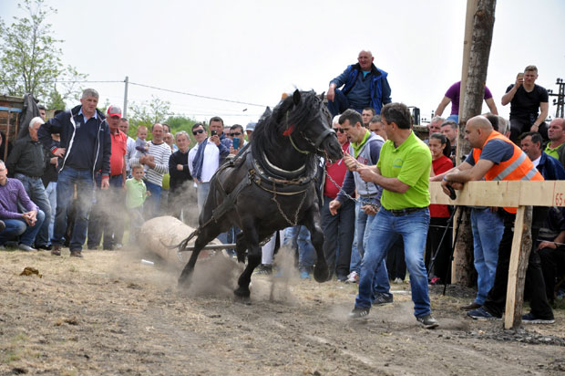 Брдски риђани прашили равницом